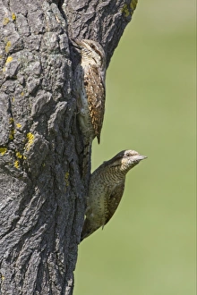 Wood Pecker Prints: Eurasian Wryneck (Jynx torquilla) adult pair