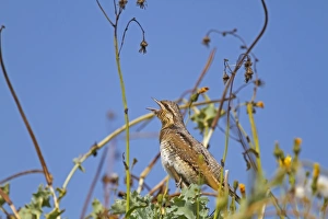 Wrynecks Prints: Eurasian Wryneck (Jynx torquilla) juvenile, autumn migrant, with beak open