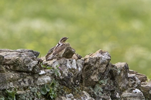 Wryneck Prints: Eurasian Wryneck on lichen covered rock wall