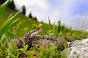 Poison Prints: European Adder (Vipera berus) adult