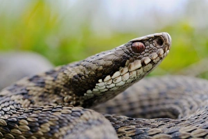 European Adder (Vipera berus) adult, close-up of head, Italian Alps, Italy, may