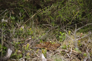 European Adder (Vipera berus) adult female, resting in undergrowth, Cannock Chase, Staffordshire, England, June