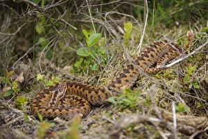 European Adder (Vipera berus) adult female, resting in undergrowth, Cannock Chase, Staffordshire, England, June