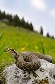 Flicks Prints: European Adder (Vipera berus) adult female