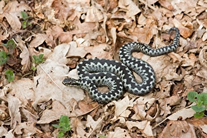 Poison Prints: European Adder (Vipera berus) adult male