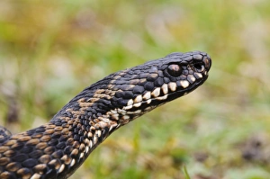European Adder (Vipera berus) adult male, close-up of head, in grassland, near Swanley, Kent, England, April