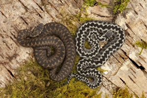 Sunning Prints: European Adder (Vipera berus) adult male and female