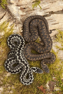 European Adder (Vipera berus) adult male and female, basking on birch log, Yorkshire, England, april
