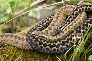 Interacting Prints: European Adder (Vipera berus) adult pair