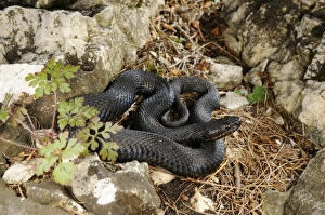 Poison Prints: European Adder (Vipera berus) melanic adult