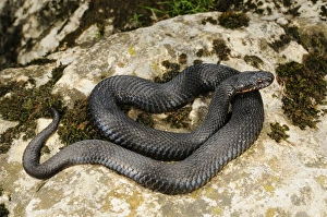European Adder (Vipera berus) melanic adult, coiled on rock, Italian Alps, Italy, october