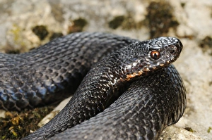 European Adder (Vipera berus) melanic adult, close-up of head, coiled on rock, Italian Alps, Italy, october