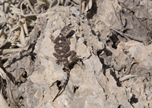Near East Prints: European Agama (Agama stellio) adult