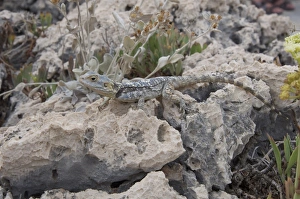 European Agama (Agama stellio) adult, resting on rock, Kas, Antalya Province, Turkey, october