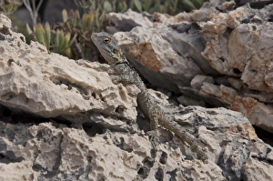 European Agama (Agama stellio) adult, resting on rock, Kas, Antalya Province, Turkey, october