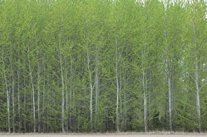 Poplar Prints: European Aspen (Populus tremula) dense plantation, Sweden