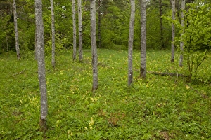 Biodiversity Prints: European Aspen (Populus tremula) trunks