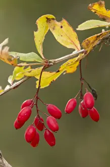 European Barberry (Berberis vulgaris) close-up of fruit and leaves in autumn colour, Dolomites, Italian Alps, Italy