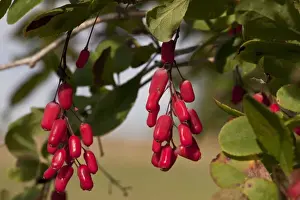 European Barberry (Berberis vulgaris) close-up of ripe fruit, Estonia, september