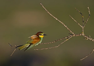 European Bee-eater (Merops apiaster) adult, perched on twig in steppe, Spain, may
