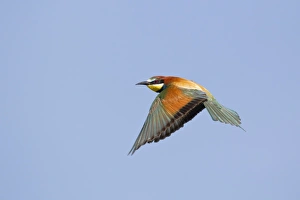 European Bee-eater (Merops apiaster) adult, in flight, Bulgaria, may