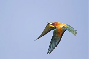 European Bee-eater (Merops apiaster) adult, in flight, Bulgaria, may