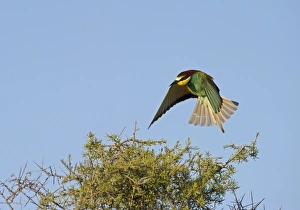 European Bee-eater (Merops apiaster) adult, in flight, landing on bush in steppe, Spain, may