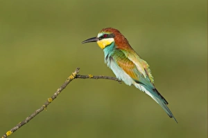 European Bee-eater (Merops apiaster) adult, perched on twig, Bulgaria, may