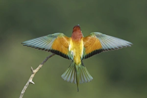 Hungarian Prints: European Bee-eater (Merops apiaster) adult