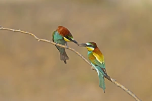 European Bee-eater (Merops apiaster) adult pair, courtship feeding, male passing insect to female, perched on twig