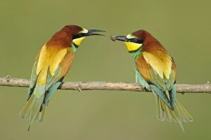 Anniversary Prints: European Bee-eater (Merops apiaster) adult pair