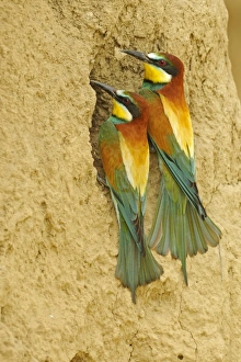 European Bee-eater (Merops apiaster) adult pair, at nesting burrow entrance, Bulgaria, may