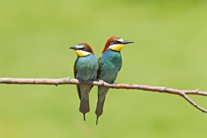 European Bee-eater (Merops apiaster) adult pair, perched on branch, Gabarevo, Stara Zagora Province, Bulgaria, June