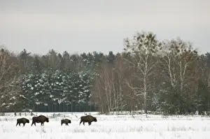Central Europe Prints: European Bison (Bison bonasus) adult females and calves