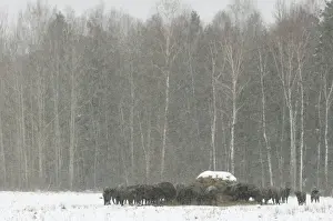 European Bison (Bison bonasus) adult females and calves, herd gathered around feeding station in snow covered meadow