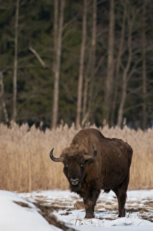 European Bison (Bison bonasus) adult male, standing on snow covered meadow, Bialowieza N. P