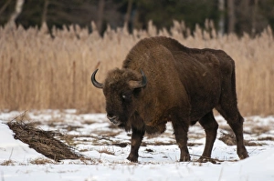 European Bison (Bison bonasus) adult male, walking on snow covered meadow, Bialowieza N. P
