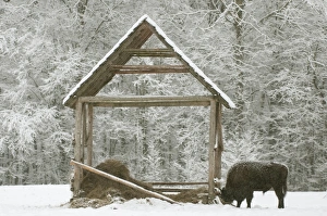 European Bison (Bison bonasus) adult male, at feeding station in snow covered meadow at edge of forest habitat
