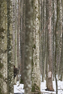 European Bison (Bison bonasus) adult male, peering around tree trunk in snow covered forest habitat, Bialowieza N. P