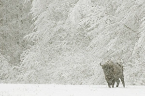 Central Europe Prints: European Bison (Bison bonasus) adult male