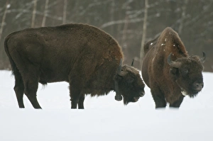 Central Europe Prints: European Bison (Bison bonasus) two adult males