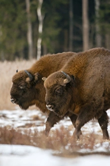 Central Europe Prints: European Bison (Bison bonasus) two adults, walking on snow covered meadow, Bialowieza N. P