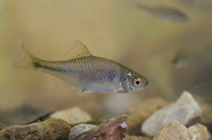 Nottingham Prints: European Bitterling (Rhodeus amarus) adult