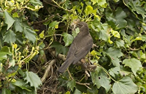 European Blackbird (Turdus merula) adult female, with nesting material in beak, at nestsite amongst ivy, England, May