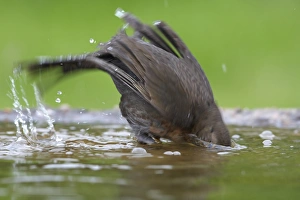 European Blackbird (Turdus merula) adult female, bathing in garden pond, Warwickshire, England, spring
