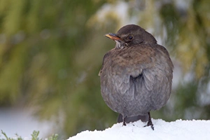 European Blackbird (Turdus merula) adult female, with feathers fluffed up, standing on snow in garden, Chirnside
