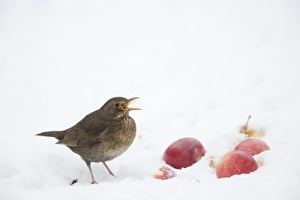 European Blackbird (Turdus merula) adult female, feeding on apples in snow, Essex, England, january