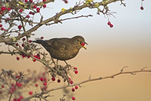 European Blackbird (Turdus merula) adult female, feeding on hawthorn berries, Norfolk, England, january
