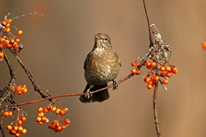 European Blackbird (Turdus merula) adult female, feeding on rowan berries, Midlands, England, december