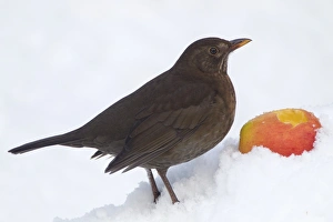 European Blackbird (Turdus merula) adult female, feeding on apple in snow covered garden, Chirnside, Berwickshire, Scotland, december
